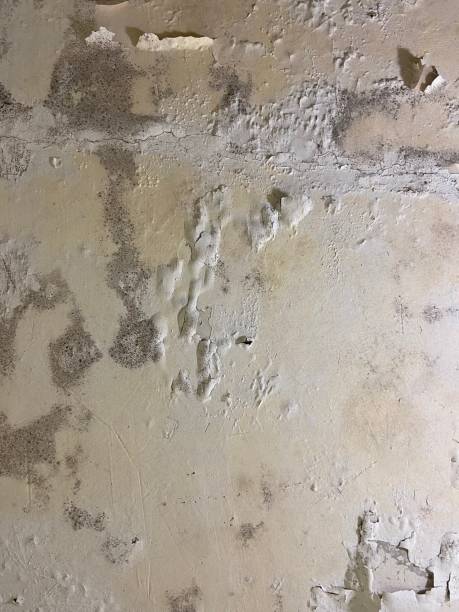Reliable East Gaffney, SC Mold Removal Solutions