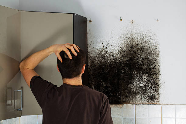Mold Removal Process in East Gaffney, SC